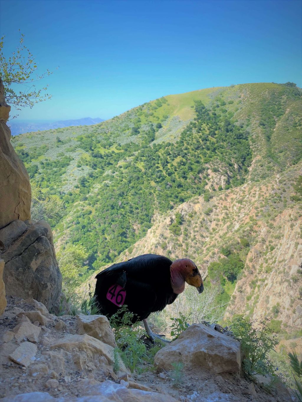 california condor