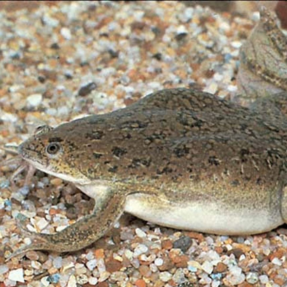 african clawed frog