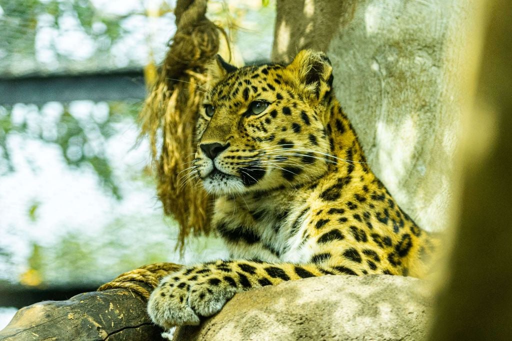 armur leopard