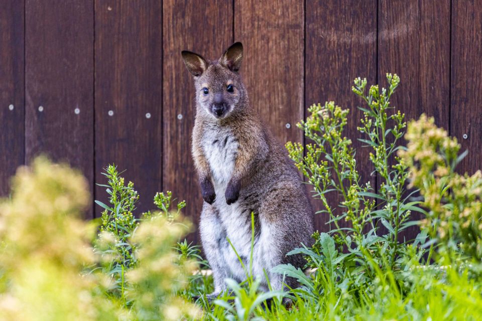 bennett's wallaby