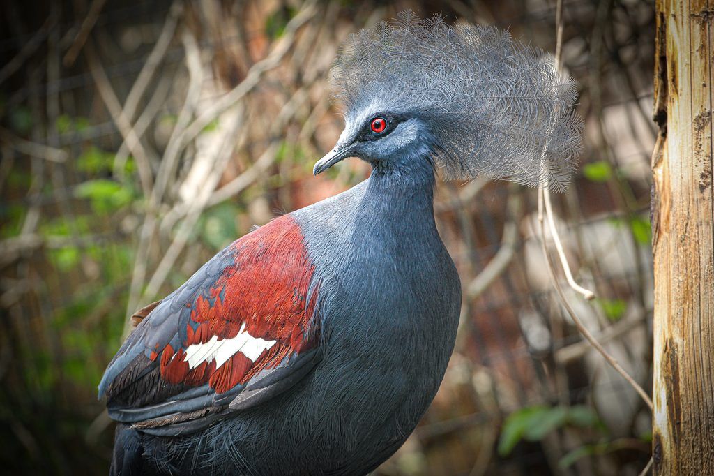 crowned pigeon looking to the left