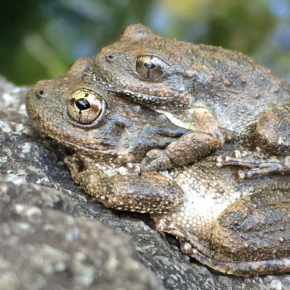 california chorus frog