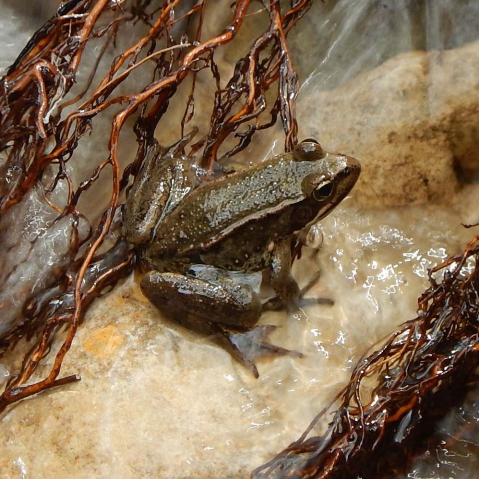 california red legged frog