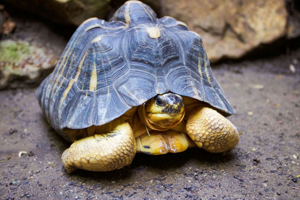 dot the radiated tortoise