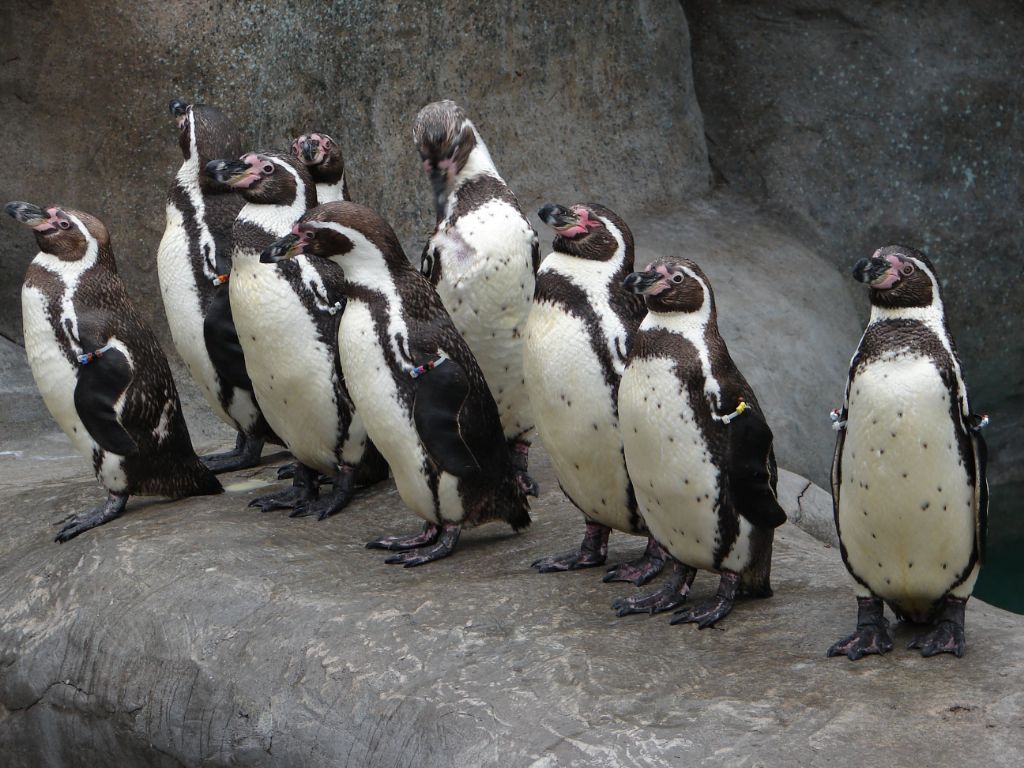 penguins