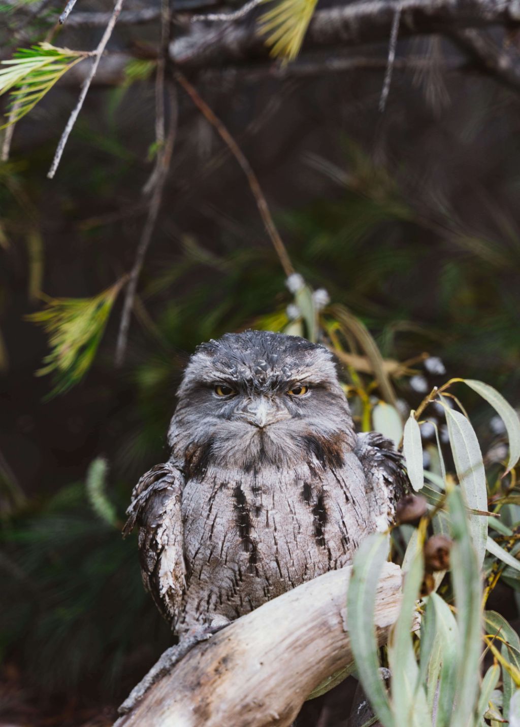 tawny frogmouth