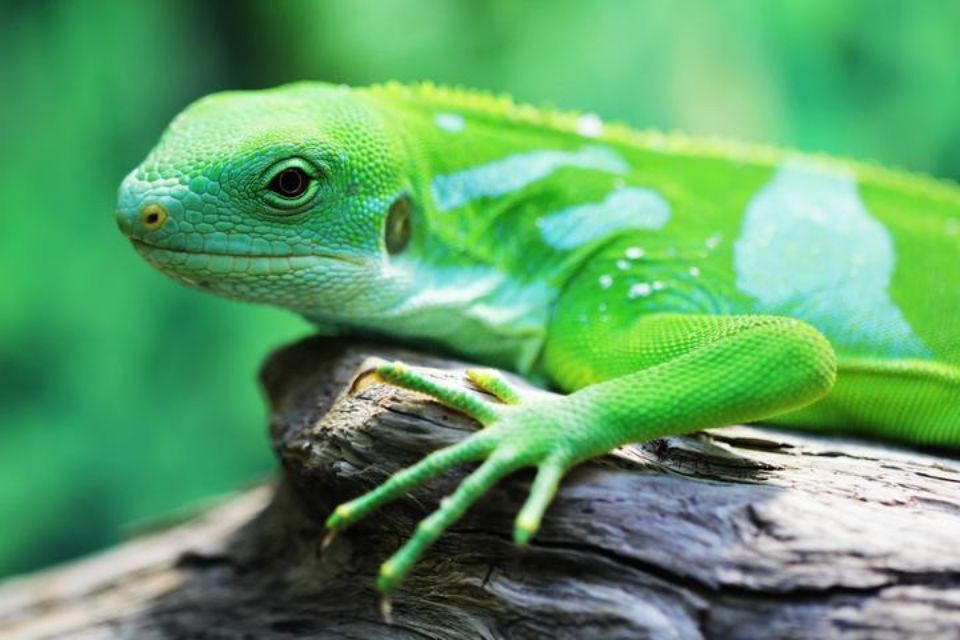green and blue lizard facing left