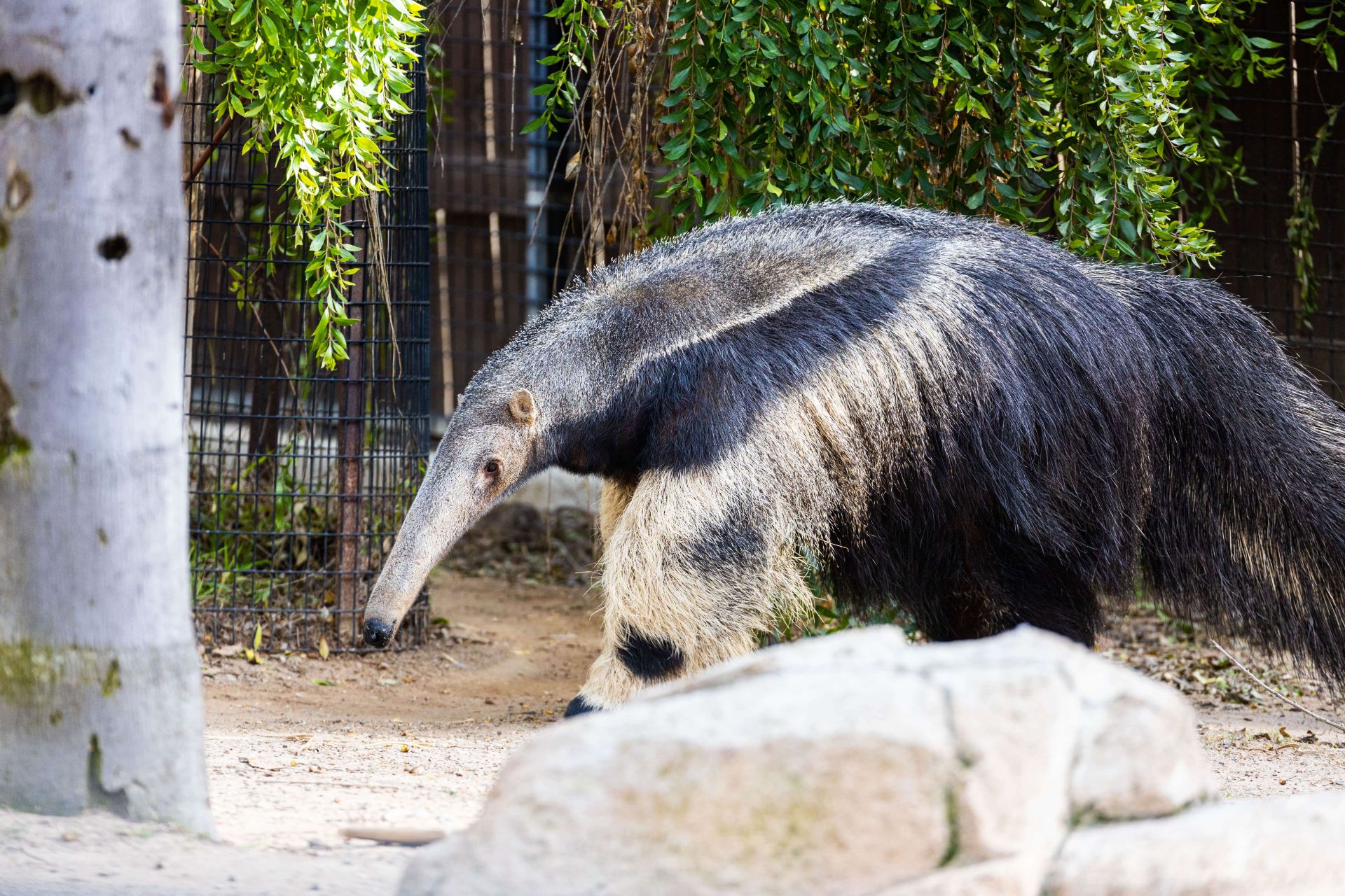 anteater