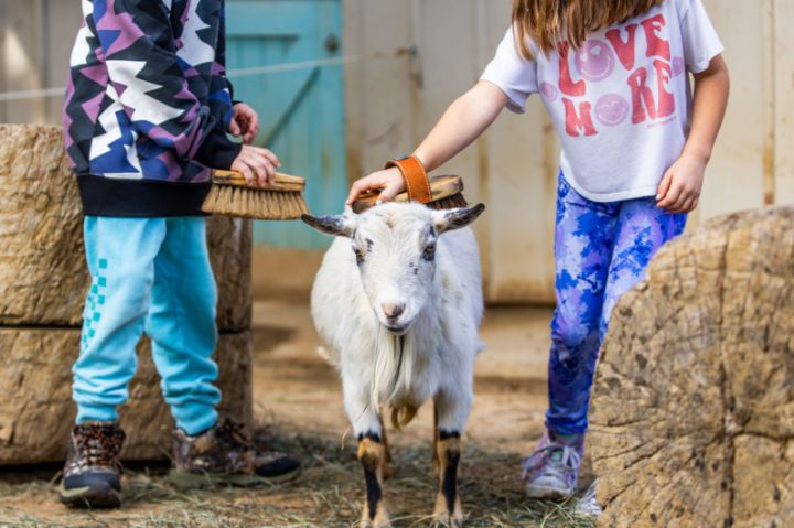 two kids brushing goat
