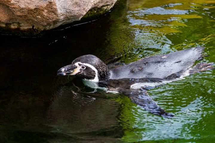 humboldt penguin