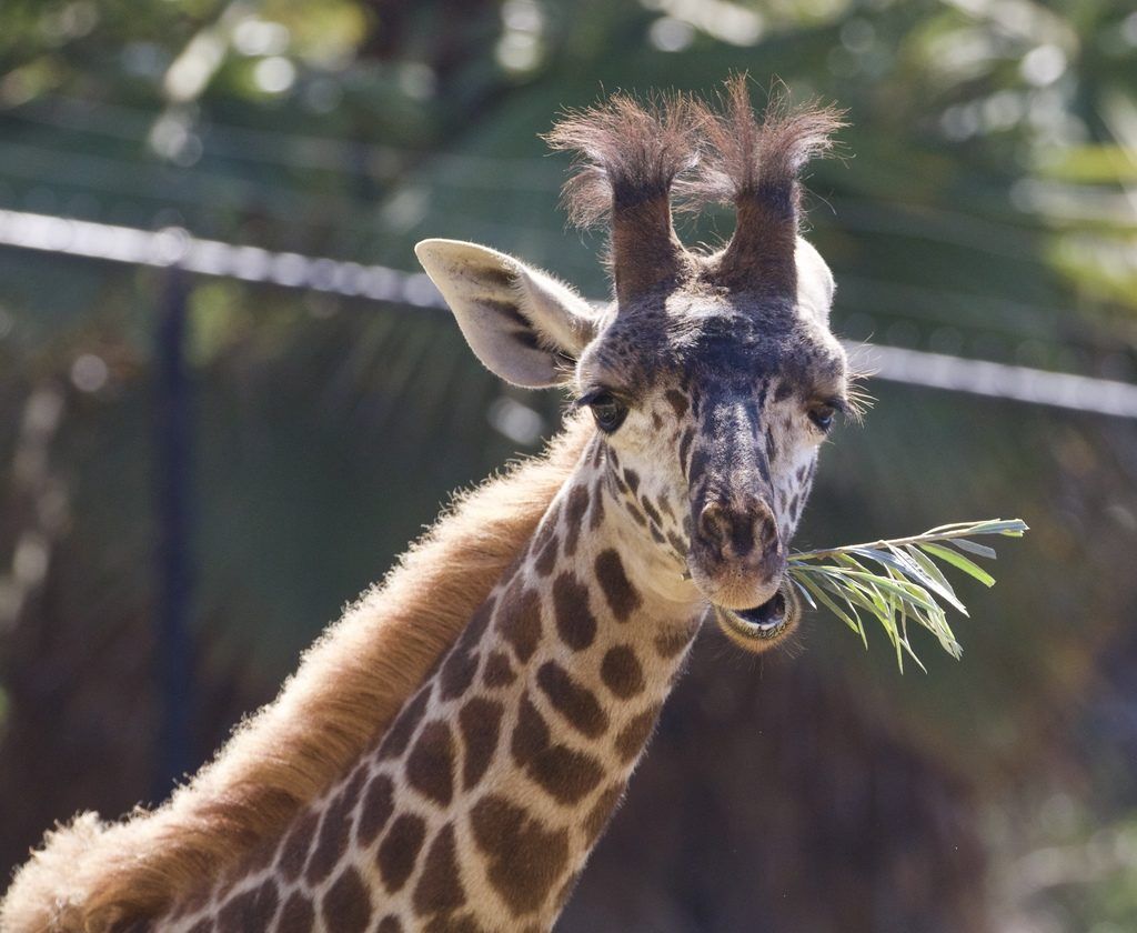 giraffe chewing on leaves