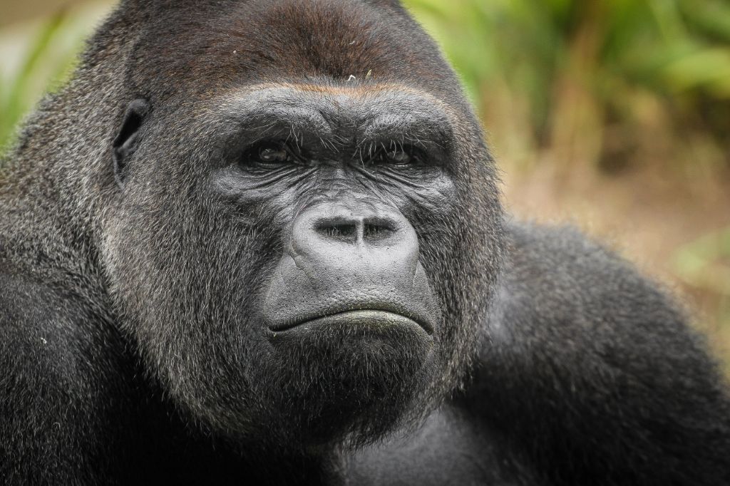 gorilla