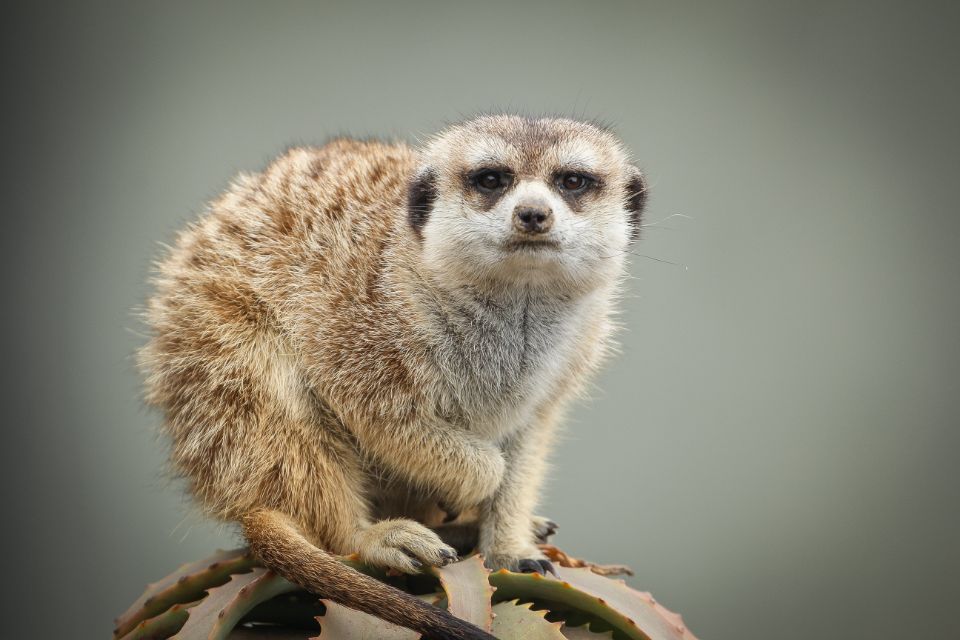 slender tailed meerkat