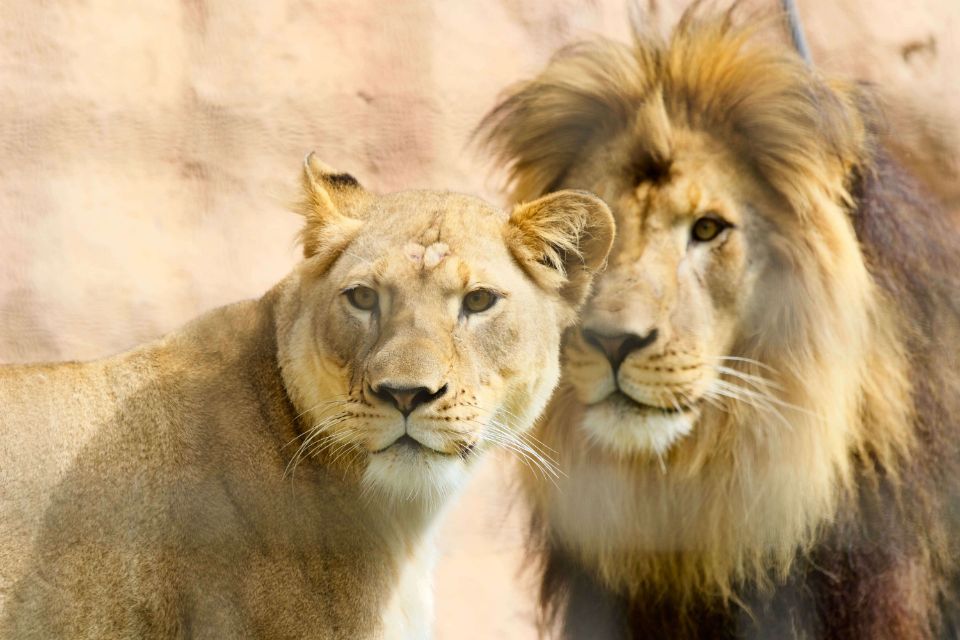 lion and lioness