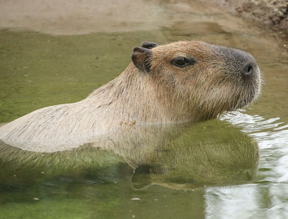 capybara swimming