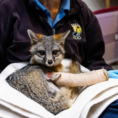 veterinarian attending a fox