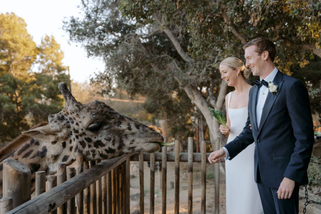 newlyweds feeding giraffe