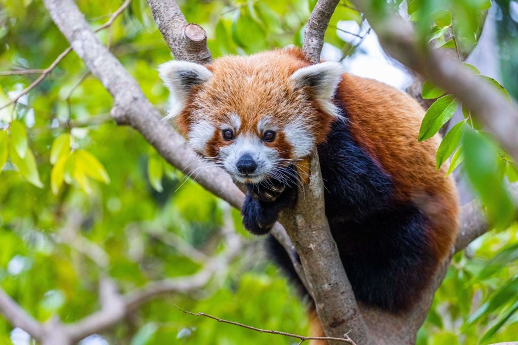 red panda in tree