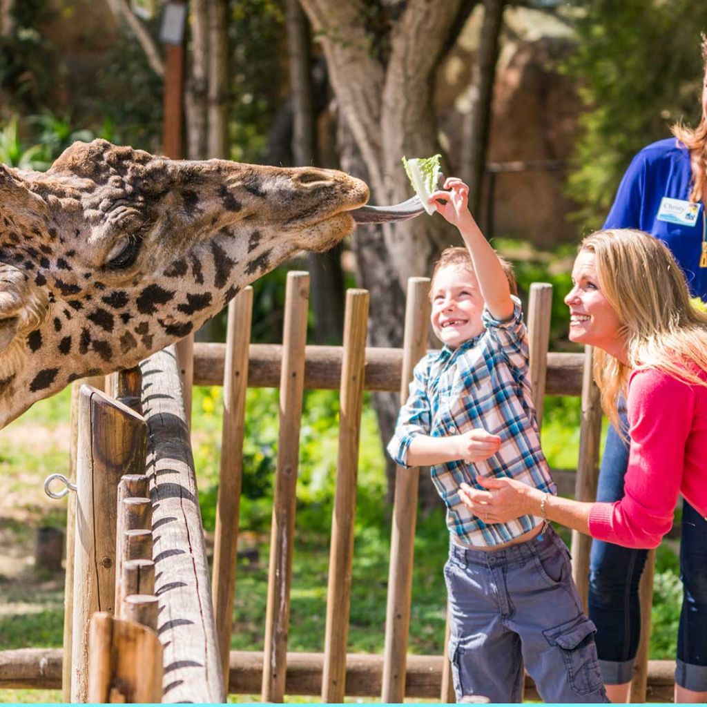 giraffe feeding