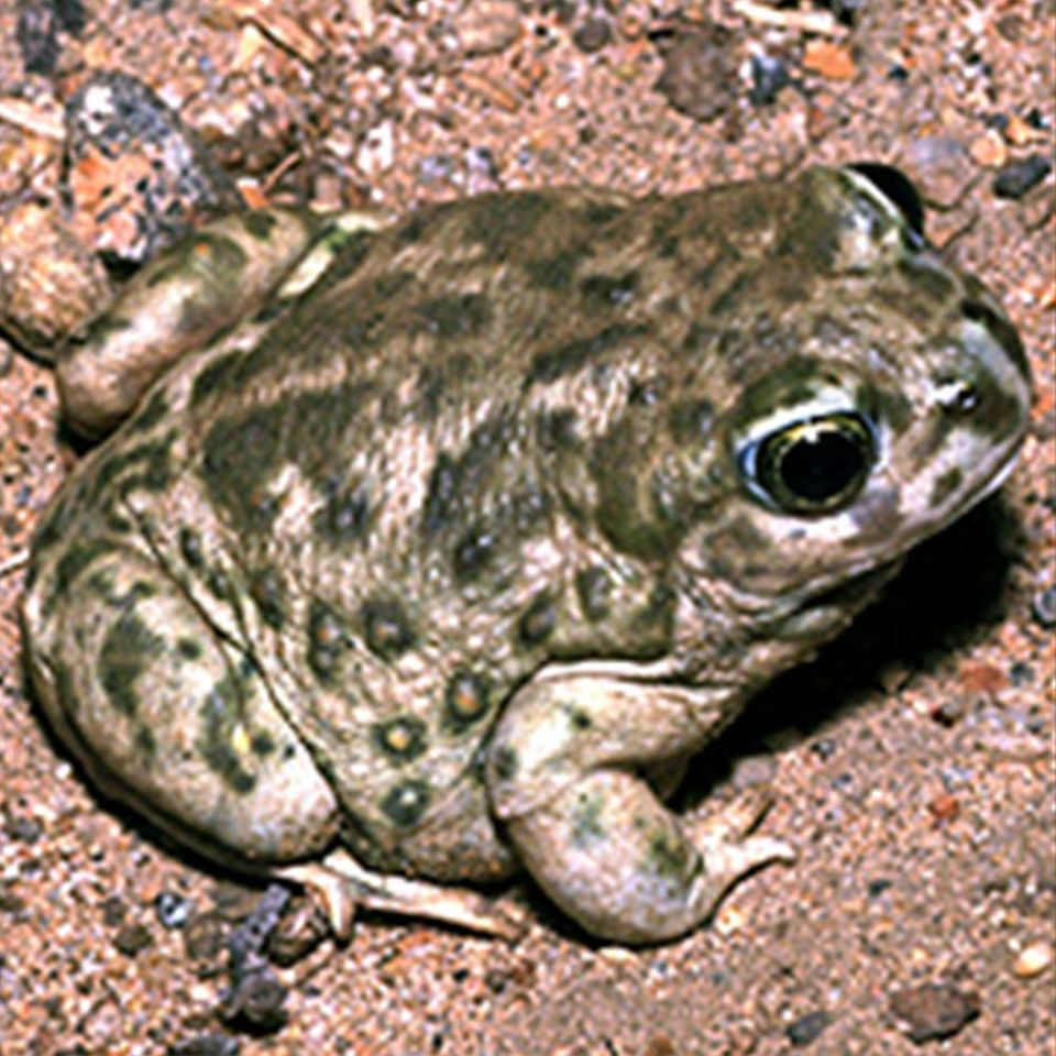 western spadefoot frog