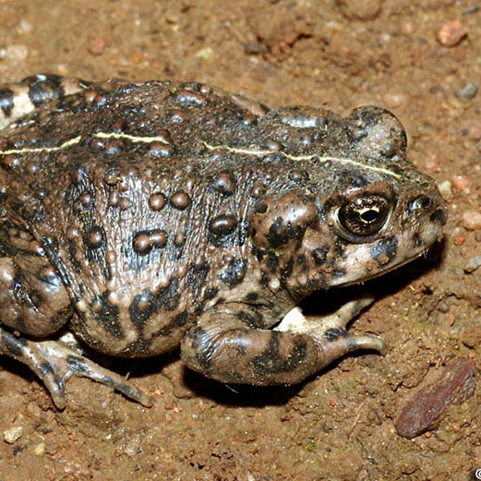 western toad