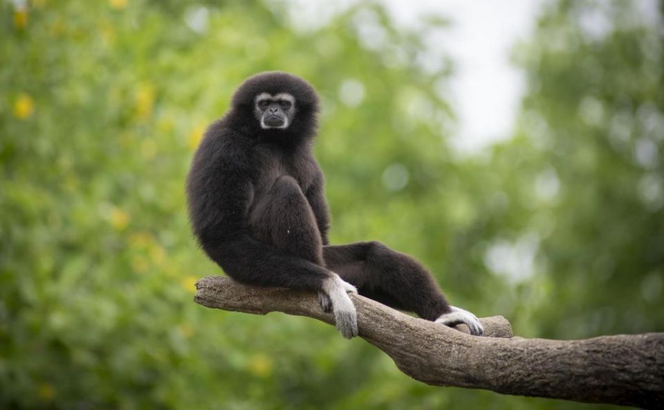black gibbon sitting on a branch