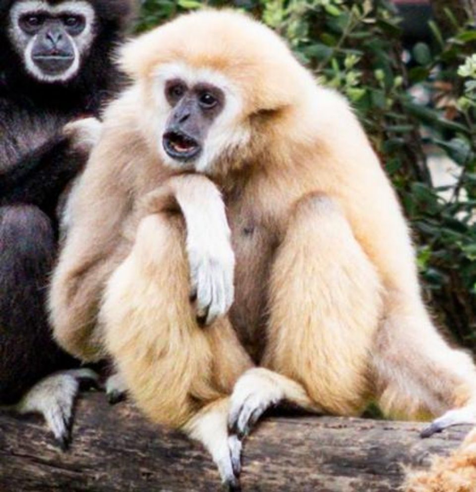 blond gibbon sitting down