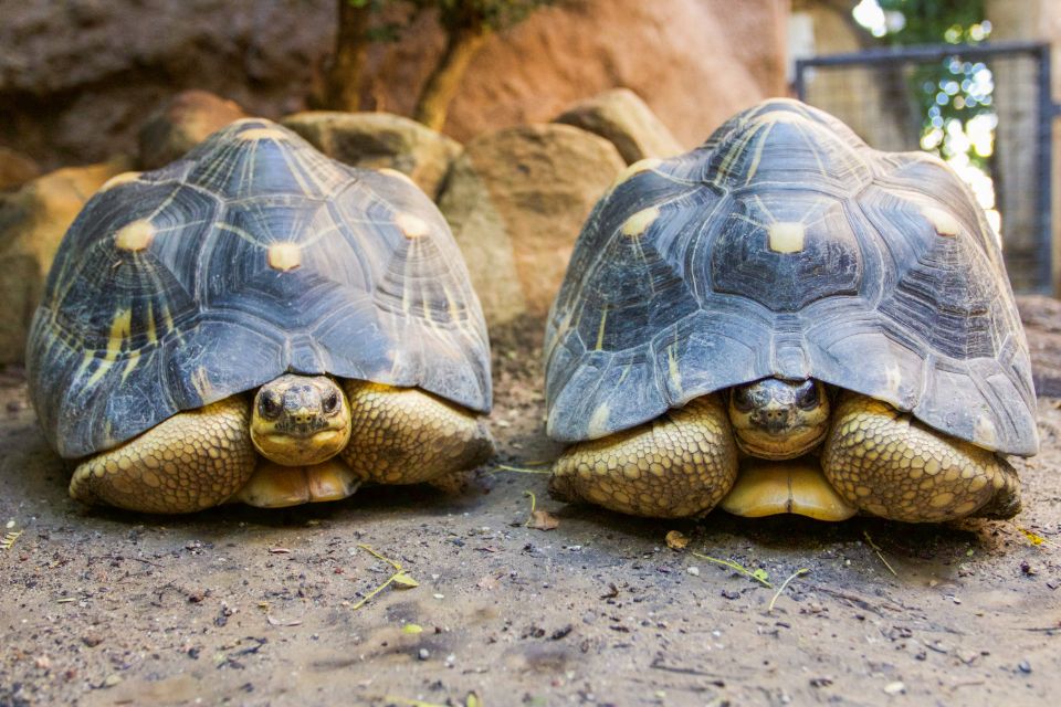 yakko and wakko the raidiated tortoise