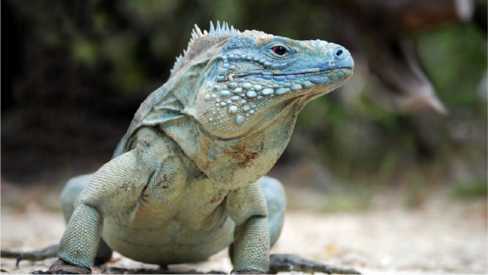 a grand cayman blue iguana poses on the sand looking out at the viewer