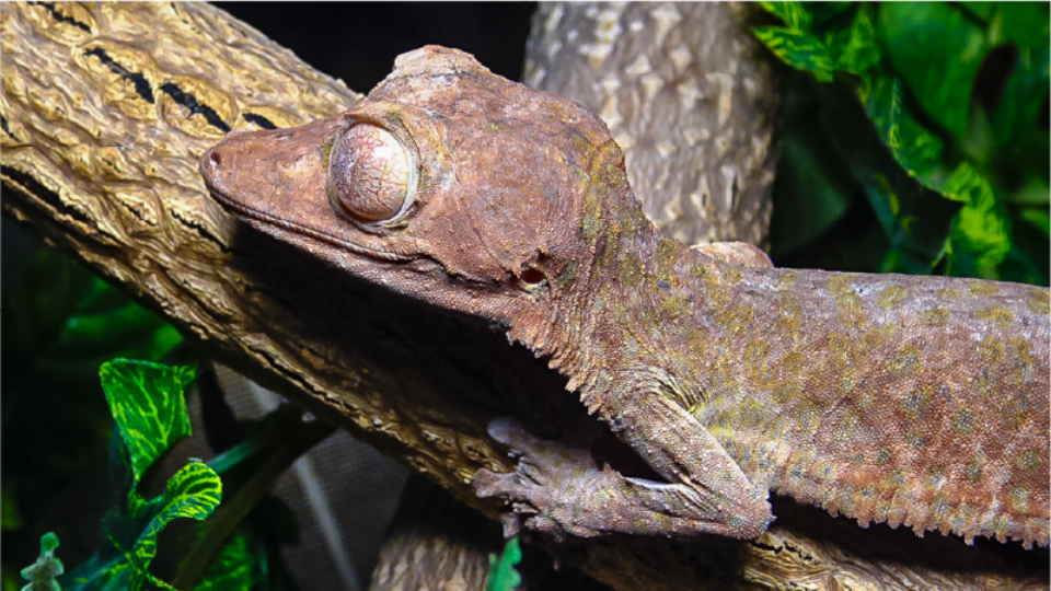 a Henkel's leaf-tailed gecko poses facing downward as it climbs down a tree limb