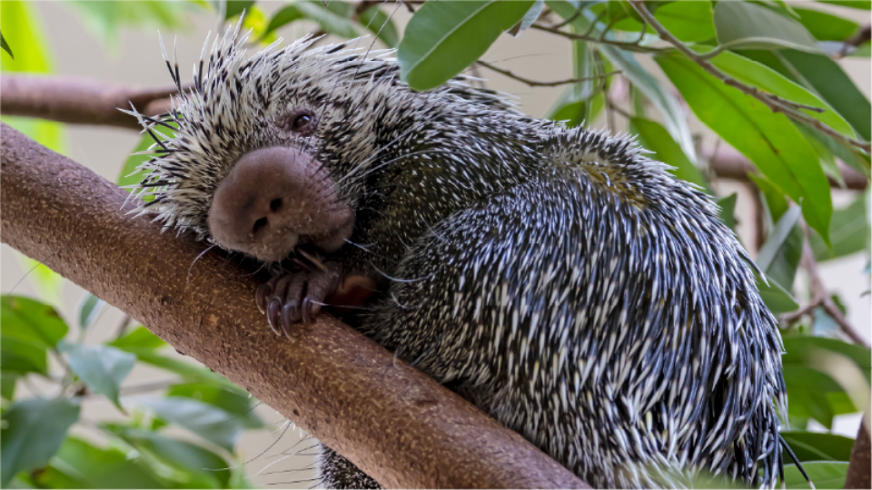 A prehensile-tailed porcupine lounges on a tree branch looking out at the viewer