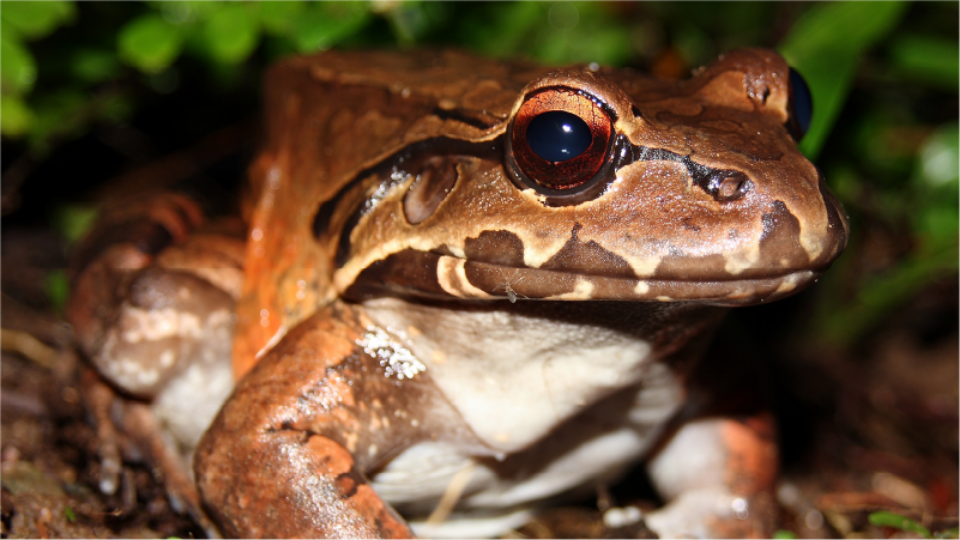 A smoky jungle frog poses on the forest floor as it looks out at the viewer